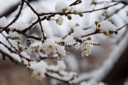 Боится ли брокколи заморозков. Чем полезна брокколи для здоровья человека? 04