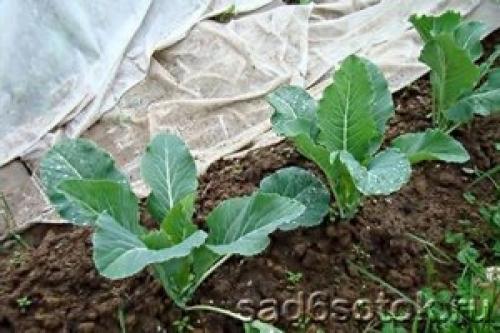 Боится ли брокколи заморозков. Чем полезна брокколи для здоровья человека? 13