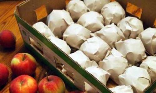Как хранить яблоки на балконе. Яблоки