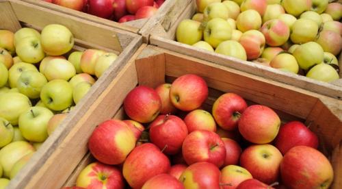 Как правильно хранить яблоки в домашних условиях. Популярные способы хранения яблок 17 Как правильно хранить яблоки в домашних условиях. Популярные способы хранения яблок 17
