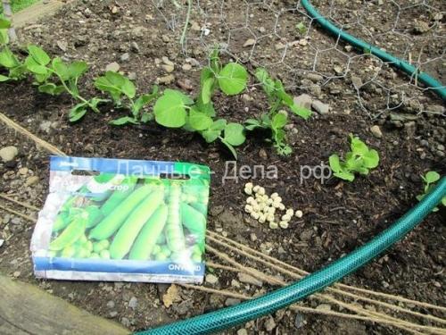 Боится ли брокколи заморозков. Чем полезна брокколи для здоровья человека? 02