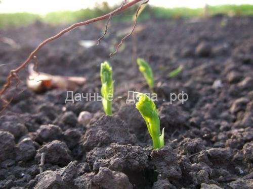 Боится ли брокколи заморозков. Чем полезна брокколи для здоровья человека? 06