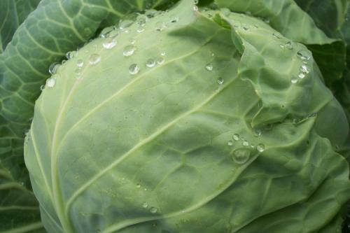 Боится ли капуста осенних заморозков. Когда можно срезать/выкапывать кочаны