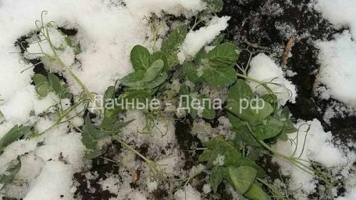 Боится ли брокколи заморозков. Чем полезна брокколи для здоровья человека? 05