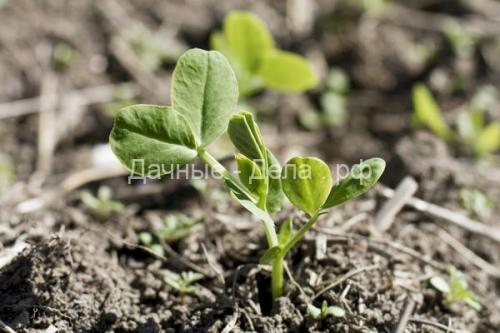 Боится ли брокколи заморозков. Чем полезна брокколи для здоровья человека? 03