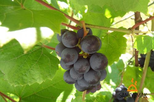 Как хранить виноград до весны. Как сохранить виноград до весны: 5 проверенных способов 01 Как хранить виноград до весны. Как сохранить виноград до весны: 5 проверенных способов 01