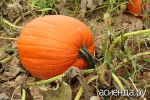 Можно ли убрать тыкву в любой день. Когда убирать тыкву и как хранить