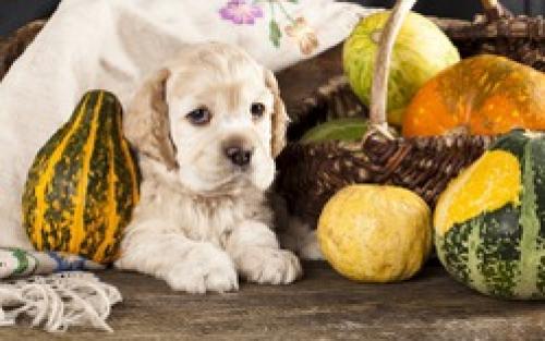 Можно ли убрать тыкву в любой день. Когда убирать тыкву и как хранить