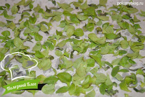 Выращивание стевии в домашних условиях: простой способ получить здоровый сахар 09 Выращивание стевии в домашних условиях: простой способ получить здоровый сахар 09