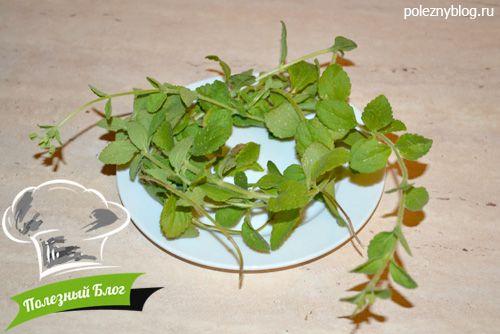 Выращивание стевии в домашних условиях: простой способ получить здоровый сахар 07 Выращивание стевии в домашних условиях: простой способ получить здоровый сахар 07