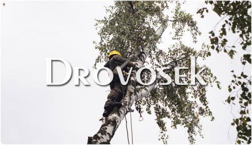 Как определить, что плакучая берёза готова к обрезке. Можно ли обрезать верхушку у березы. Как правильно обрезать березу на участке?