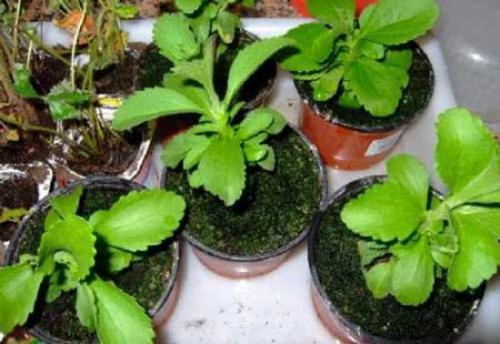 Выращивание стевии в домашних условиях: простой способ получить здоровый сахар 04 Выращивание стевии в домашних условиях: простой способ получить здоровый сахар 04