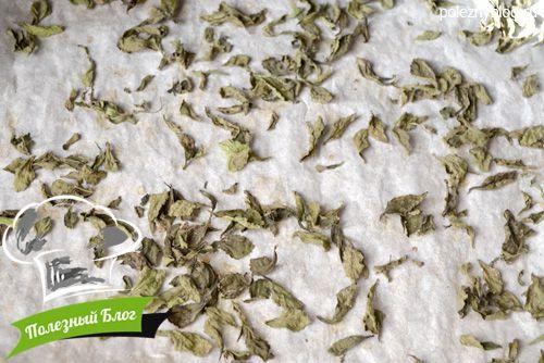 Выращивание стевии в домашних условиях: простой способ получить здоровый сахар 10 Выращивание стевии в домашних условиях: простой способ получить здоровый сахар 10