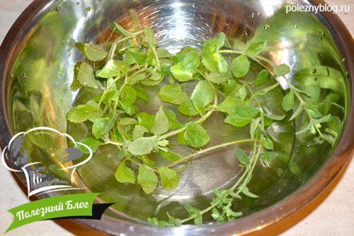 Выращивание стевии в домашних условиях: простой способ получить здоровый сахар 08 Выращивание стевии в домашних условиях: простой способ получить здоровый сахар 08