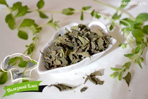 Выращивание стевии в домашних условиях: простой способ получить здоровый сахар 11 Выращивание стевии в домашних условиях: простой способ получить здоровый сахар 11