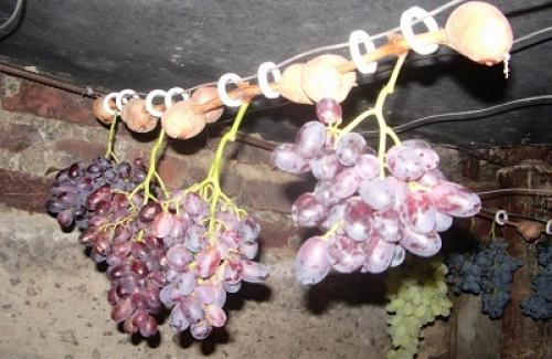 5 простых способов сохранить урожай винограда.. Где хранить урожай?