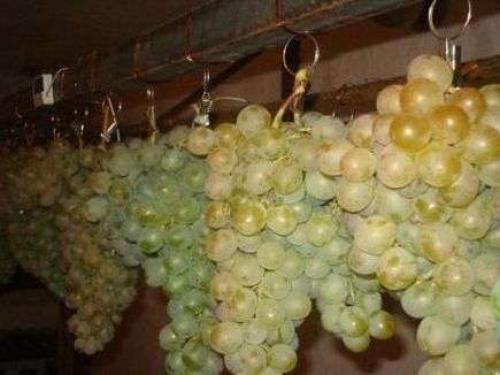 Як зберігати виноград. Зберігання винограду на зиму: терміни та умови на xpert.com.ua