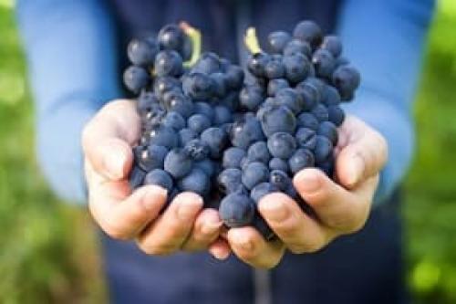 Как сохранить виноград на зиму в домашних условиях. Как сохранить виноградна зиму свежим в домашних условиях?