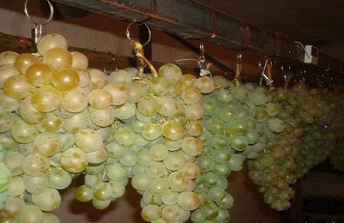 5 простых способов сохранить урожай винограда.. Где хранить урожай?
