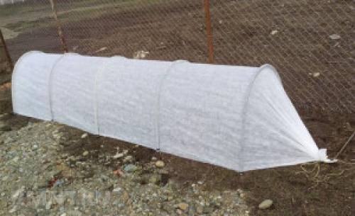 Когда сажать арбузы и дыни в украине. Выращивание арбузов —, как вырастить арбуз в открытом грунте.