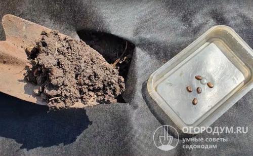 На каком расстоянии сажать арбузы. Посев семенами