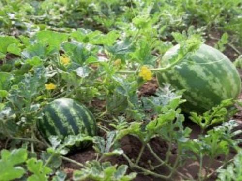 Как правильно сажать арбузы в открытый грунт. Как и когда сажать арбузы? 02