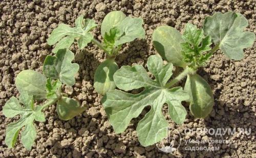 На каком расстоянии сажать арбузы. Посев семенами