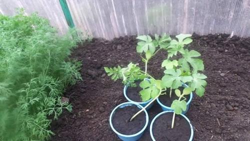 Арбузы дыни в теплице. Ароматные дыньки