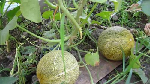 Арбузы дыни в теплице. Ароматные дыньки