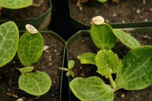 Арбузы дыни в теплице. Ароматные дыньки