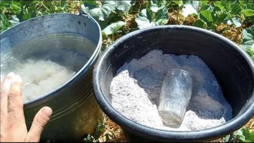 Арбузы дыни в теплице. Ароматные дыньки