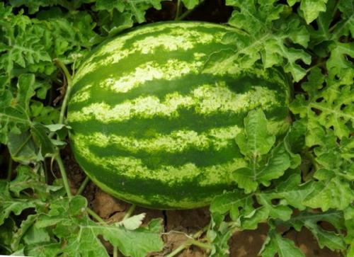 Как вырастить арбузы в открытом грунте и теплице. Как вырастить арбуз? 17