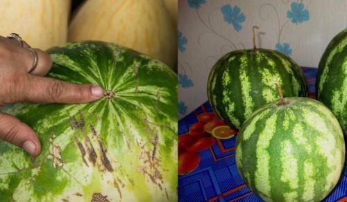 Арбуз двуполый. Пол арбузов