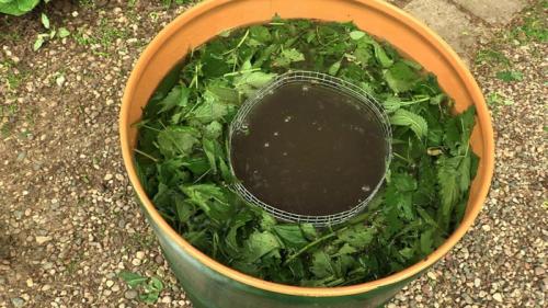 Арбузы дыни в теплице. Ароматные дыньки