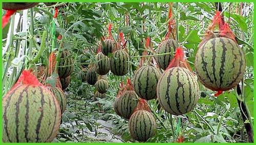Нужно ли подвязывать арбузы в теплице. С помощью чего и как подвязать арбузы в теплице