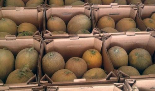 Арбузы дыни в теплице. Ароматные дыньки