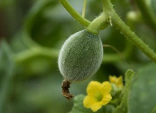 Арбузы дыни в теплице. Ароматные дыньки