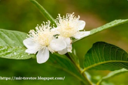 Гуава земляничная в домашних условиях. Экзотические плоды гуавы земляничной можно вырастить дома