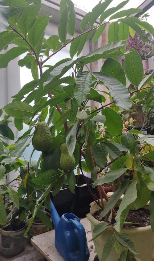 Гуава дерево. Гуава, или Псидиум семейства миртовых