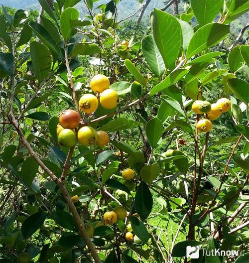 Как выращивать гуаву в домашних условиях — приручаем тропиканку 17