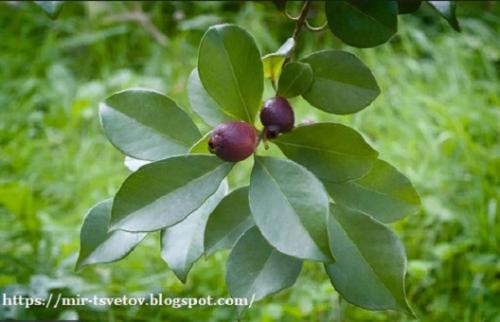 Гуава земляничная в домашних условиях. Экзотические плоды гуавы земляничной можно вырастить дома