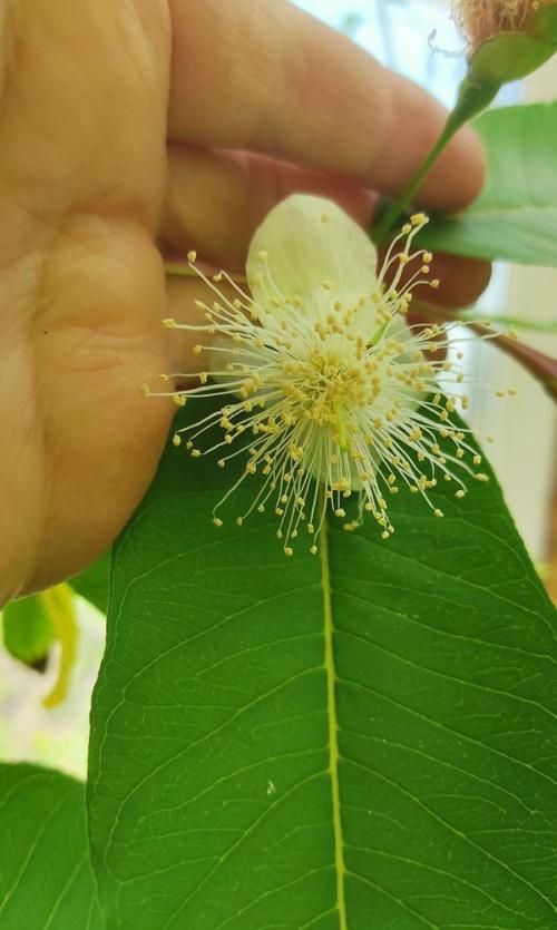 Гуава дерево. Гуава, или Псидиум семейства миртовых