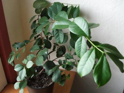 Как выращивать гуаву в домашних условиях — приручаем тропиканку