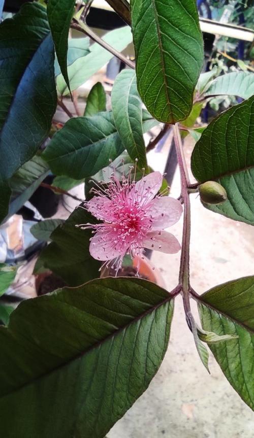 Гуава дерево. Гуава, или Псидиум семейства миртовых