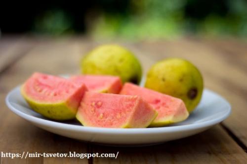 Гуава земляничная в домашних условиях. Экзотические плоды гуавы земляничной можно вырастить дома