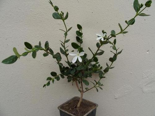 Как выращивать гуаву в домашних условиях — приручаем тропиканку