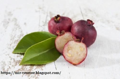 Гуава земляничная в домашних условиях. Экзотические плоды гуавы земляничной можно вырастить дома