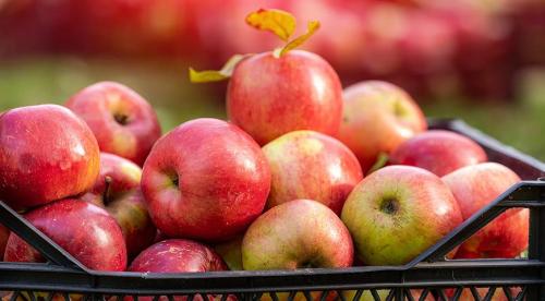 Как сохранить садовые яблоки. Метод 1 Метод 1 из 2: Краткосрочное хранение 16