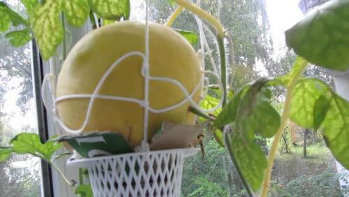 Как вырастить арбуз дома на подоконнике