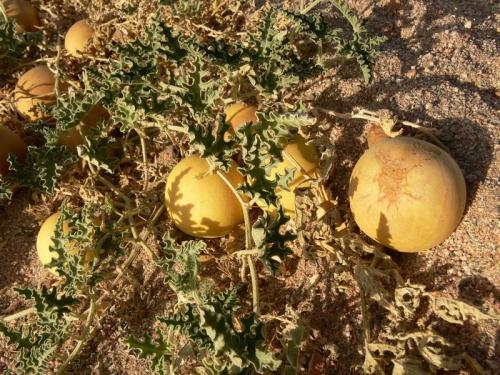 Краткая история северного бахчеводства. Что взять в осенний поход? Советы по туристическому снаряжению для активного… 02